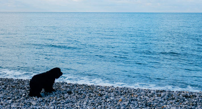 Plage du Carras dog-friendly Plage du Carras dog-friendly